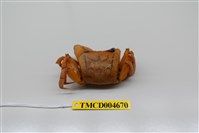 藏品(中華沙蟹)的圖片